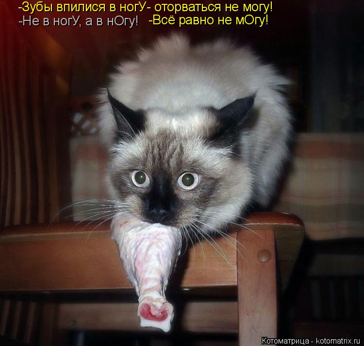 Котоматрица: -Зубы впилися в ногУ- оторваться не могу! -Не в ногУ, а в нОгу! -Всё равно не мОгу!