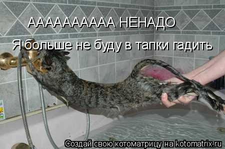 Котоматрица: АААААААААА НЕНАДО Я больше не буду в тапки гадить