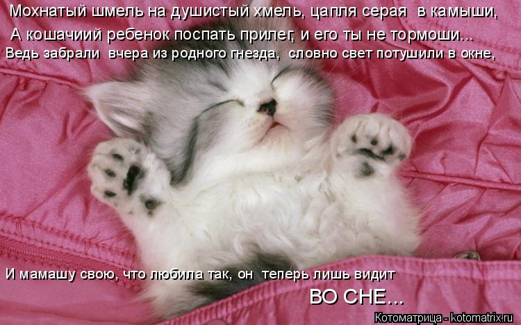 Котоматрица: Мохнатый шмель на душистый хмель, цапля серая  в камыши,  А кошачиий ребенок поспать прилег, и его ты не тормоши... Ведь забрали  вчера из родн