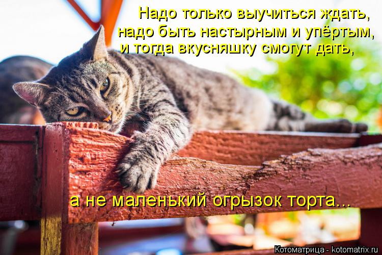 Котоматрица: Надо только выучиться ждать,  надо быть настырным и упёртым,  и тогда вкусняшку смогут дать,  а не маленький огрызок торта...