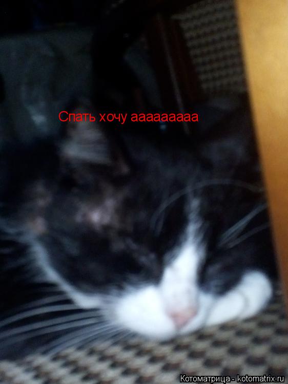 Котоматрица: Спать хочу ааааааааа