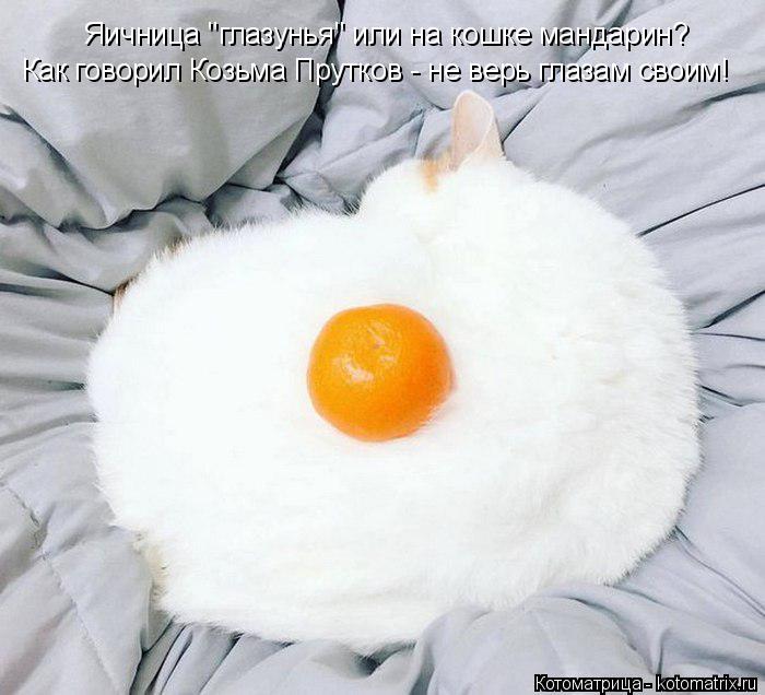 Котоматрица: Как говорил Козьма Прутков - не верь глазам своим!  Яичница "глазунья" или на кошке мандарин?