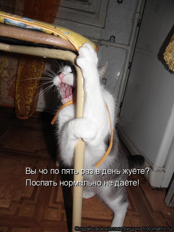Котоматрица: Вы чо по пять раз в день жуёте? Поспать нормально не даёте!