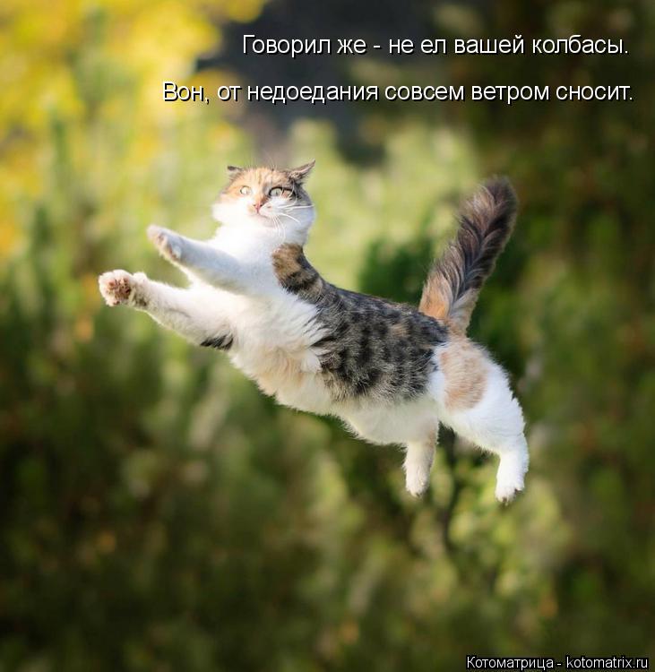 Котоматрица: Говорил же - не ел вашей колбасы.   Вон, от недоедания совсем ветром сносит.