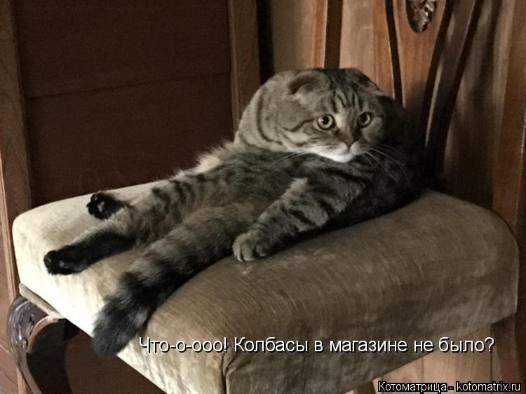 Что-о-ооо! Колбасы в магазине не было?... Котоматрица: Что-о-ооо! Колбасы в магазине не было?