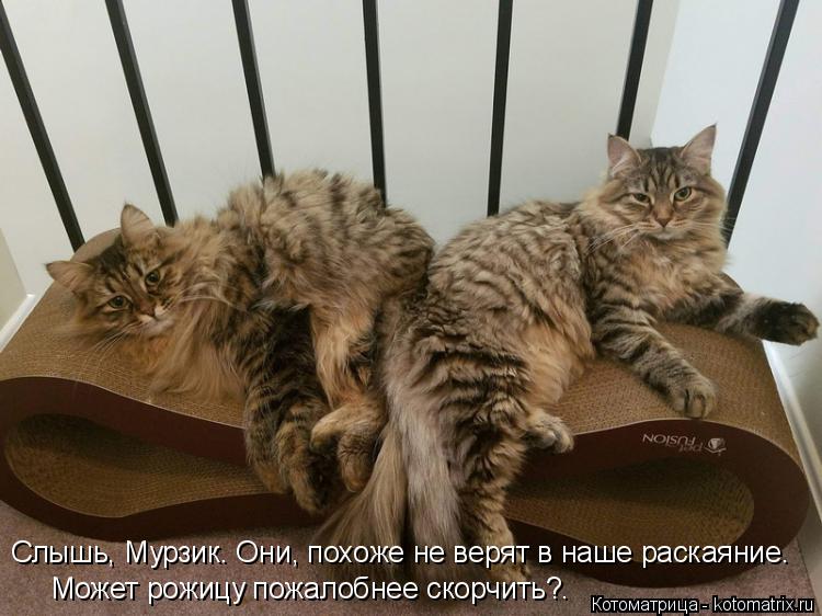 Слышь, Мурзик. Они, похоже не верят в наше раскаяние. Может рожицу пожалобнее скорчить?.... Котоматрица: Слышь, Мурзик. Они, похоже не верят в наше раскаяние. Может рожицу пожалобнее скорчить?.