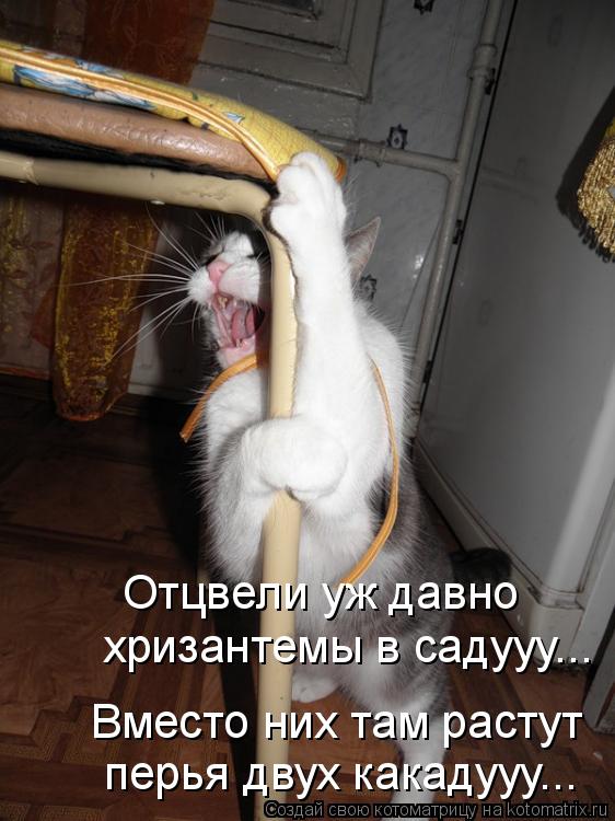Отцвели уж давно хризантемы в садууу... Вместо них там растут перья двух какадууу...... Котоматрица: Отцвели уж давно хризантемы в садууу... Вместо них там растут перья двух какадууу...