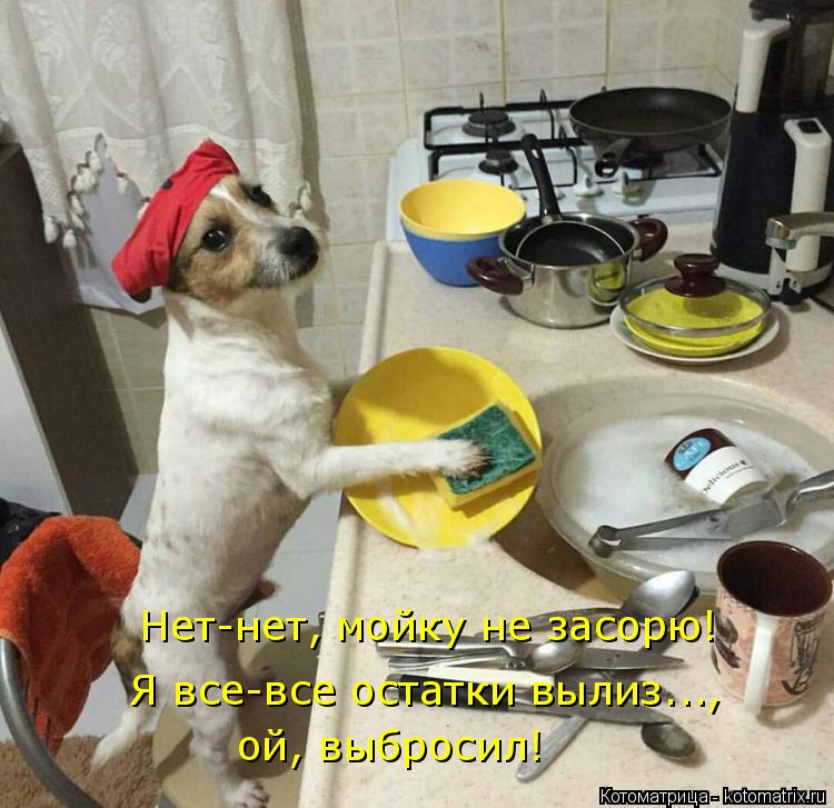Котоматрица: ой, выбросил! Нет-нет, мойку не засорю! Я все-все остатки вылиз...,  ой, выбросил!