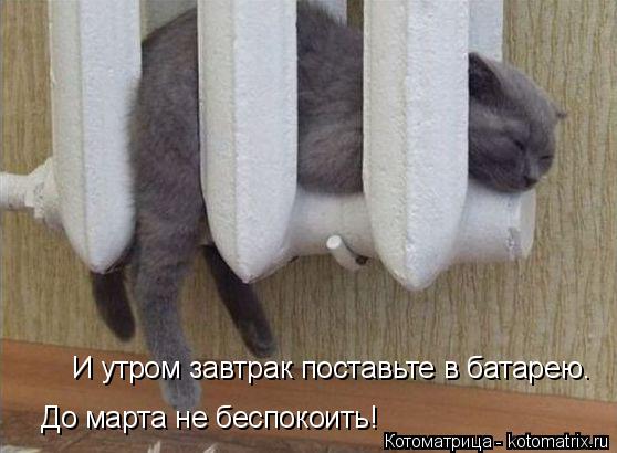 И утром завтрак поставьте в батарею. До марта не беспокоить!... Котоматрица: И утром завтрак поставьте в батарею. До марта не беспокоить!