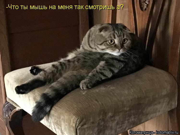 Котоматрица: -Что ты мышь на меня так смотришь а?