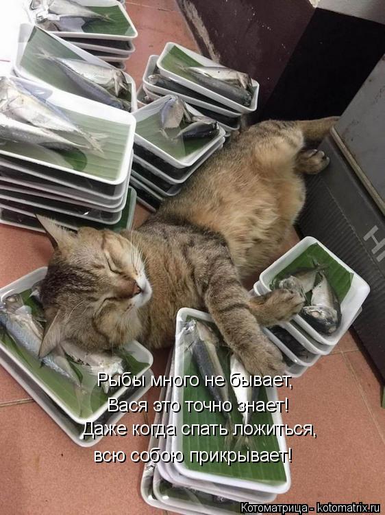 Вася это точно знает! Даже когда спать ложиться, Рыбы много не бывает, всю собою прикрывает!... Котоматрица: Вася это точно знает! Даже когда спать ложиться, Рыбы много не бывает, всю собою прикрывает!