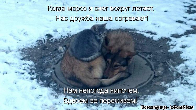 Нас дружба наша согревает! Когда мороз и снег вокруг летает. Нам непогода нипочем. Вдвоем ее переживе... Котоматрица: Нас дружба наша согревает! Когда мороз и снег вокруг летает. Нам непогода нипочем. Вдвоем ее переживем!