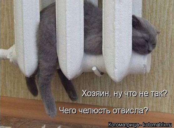 Хозяин, ну что не так? Чего челюсть отвисла?... Котоматрица: Хозяин, ну что не так? Чего челюсть отвисла?