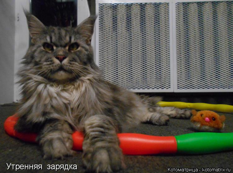 Утренняя зарядка... Котоматрица: Утренняя зарядка