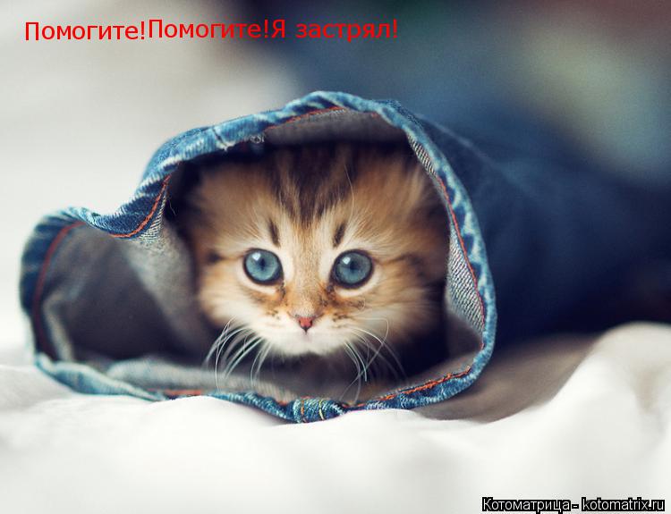 П омогите! Помогите! Я застрял!... Котоматрица: П омогите! Помогите! Я застрял!