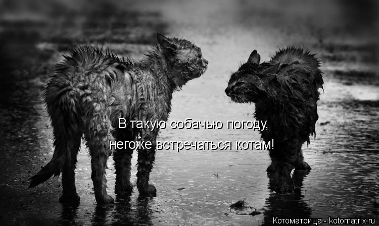 В такую собачью погоду, негоже встречаться котам!... Котоматрица: В такую собачью погоду, негоже встречаться котам!