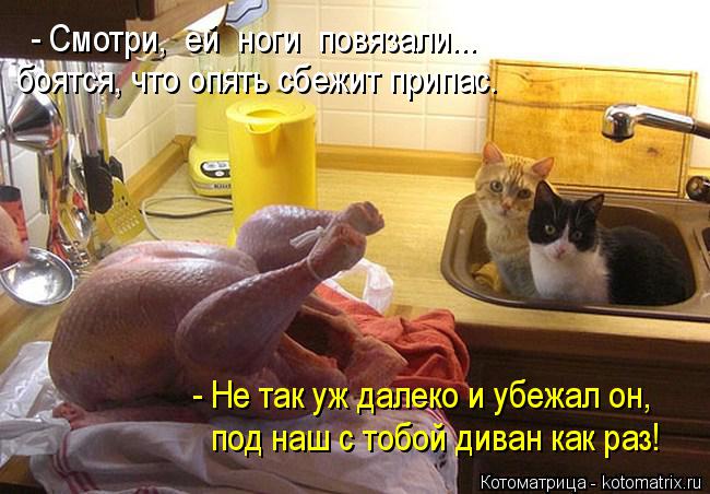 - Смотри, ей ноги повязали... - Не так уж далеко и убежал он, под наш с тобой диван как раз! боят... Котоматрица: - Смотри, ей ноги повязали... - Не так уж далеко и убежал он, под наш с тобой диван как раз! боятся, что опять сбежит припас.