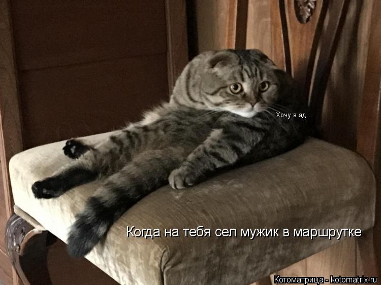 Когда на тебя сел мужик в маршрутке Хочу в ад...... Котоматрица: Когда на тебя сел мужик в маршрутке Хочу в ад...