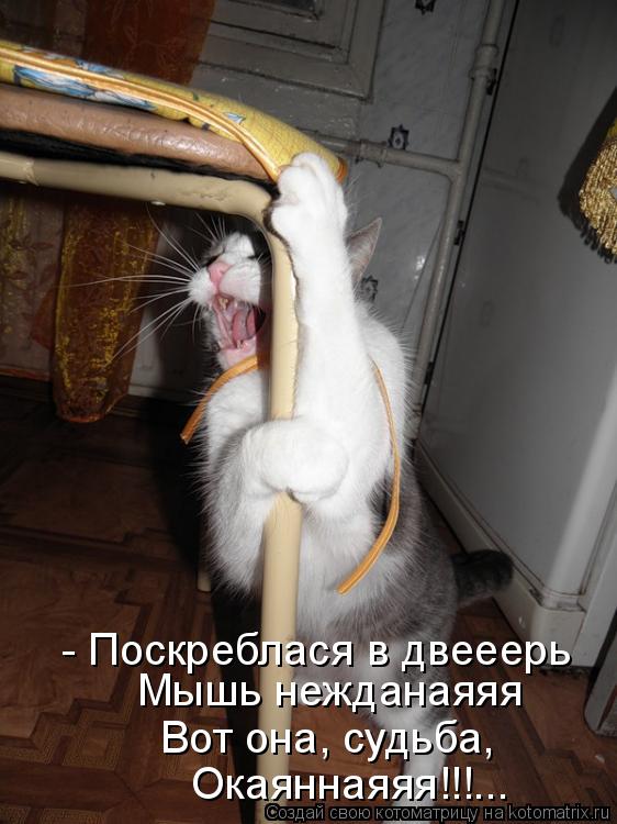 - Поскреблася в двееерь Мышь нежданаяяя Вот она, судьба, Окаяннаяяя!!!...... Котоматрица: - Поскреблася в двееерь Мышь нежданаяяя Вот она, судьба, Окаяннаяяя!!!...