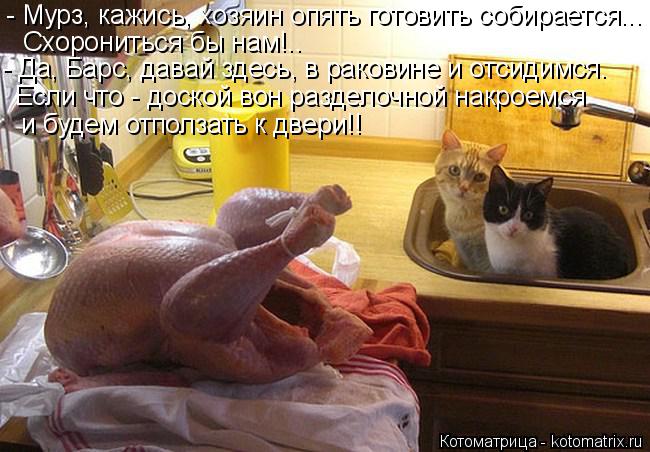 Котоматрица: - Мурз, кажись, хозяин опять готовить собирается... Схорониться бы нам!..  - Да, Барс, давай здесь, в раковине и отсидимся. Если что - доской вон р?