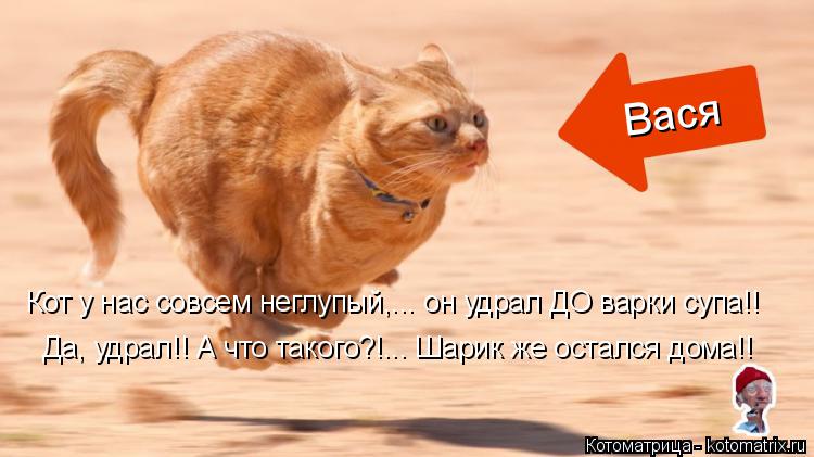Вася Кот у нас совсем неглупый,... он удрал ДО варки супа!! Да, удрал!! А что такого?!... Шарик же ос... Котоматрица: Вася Кот у нас совсем неглупый,... он удрал ДО варки супа!! Да, удрал!! А что такого?!... Шарик же остался дома!!