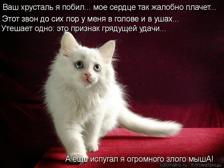 Ваш хрусталь я побил... мое сердце так жалобно плачет... Этот звон до сих пор у меня в голове и в уша... Котоматрица: Ваш хрусталь я побил... мое сердце так жалобно плачет... Этот звон до сих пор у меня в голове и в ушах... Этот звон до сих пор у меня в голове и в у