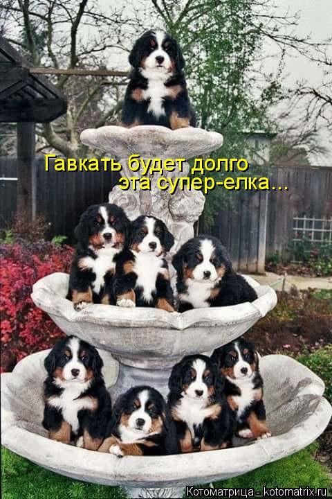 Гавкать будет долго эта супер-елка...... Котоматрица: Гавкать будет долго эта супер-елка...