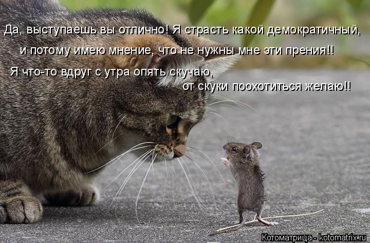Да, выступаешь вы отлично! Я страсть какой демократичный, и потому имею мнение, что не нужны мне эти ... Котоматрица: Да, выступаешь вы отлично! Я страсть какой демократичный, и потому имею мнение, что не нужны мне эти прения!! Я что-то вдруг с утра опять скуча