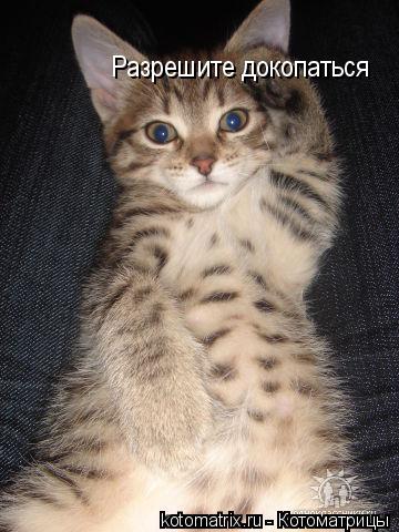 Котоматрица: Разрешите докопаться