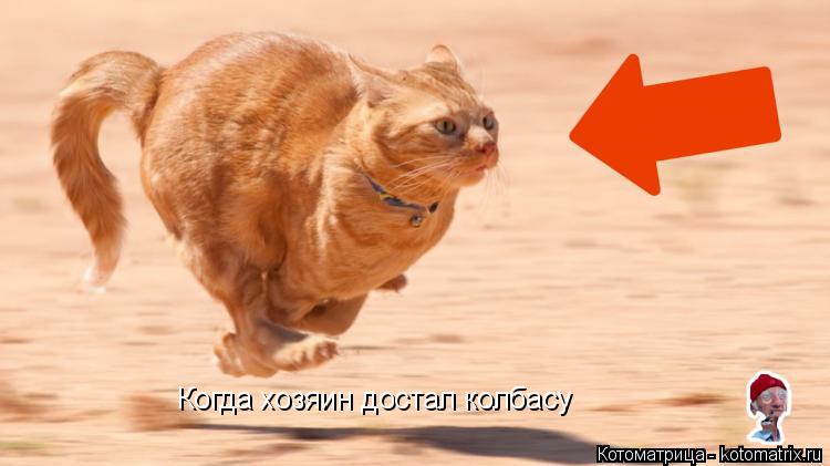 Когда хозяин достал колбасу... Котоматрица: Когда хозяин достал колбасу