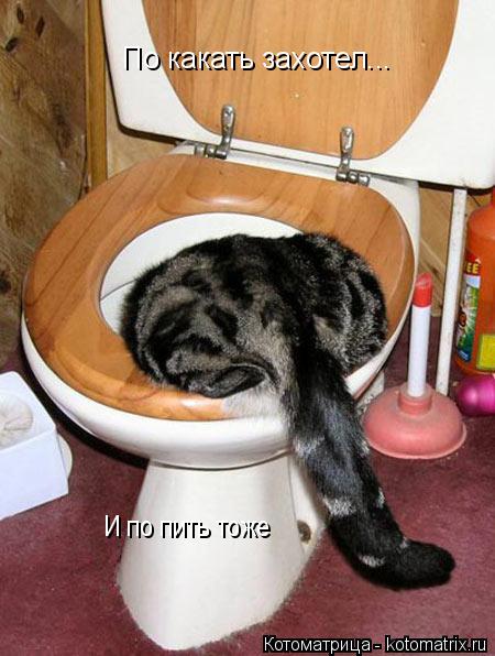По какать захотел... И по пить тоже... Котоматрица: По какать захотел... И по пить тоже