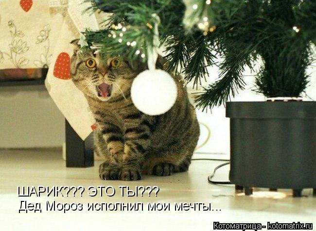 ШАРИК??? ЭТО ТЫ??? Дед Мороз исполнил мои мечты...... Котоматрица: ШАРИК??? ЭТО ТЫ??? Дед Мороз исполнил мои мечты...