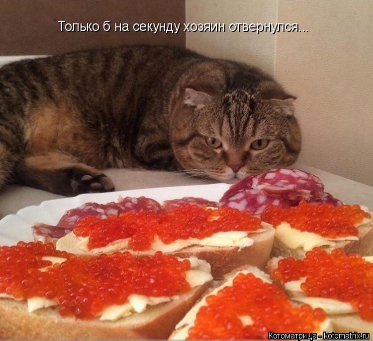 Только б на секунду хозяин отвернулся...... Котоматрица: Только б на секунду хозяин отвернулся...