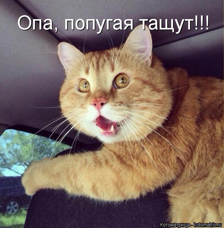 Опа, попугая тащут!!!... Котоматрица: Опа, попугая тащут!!!