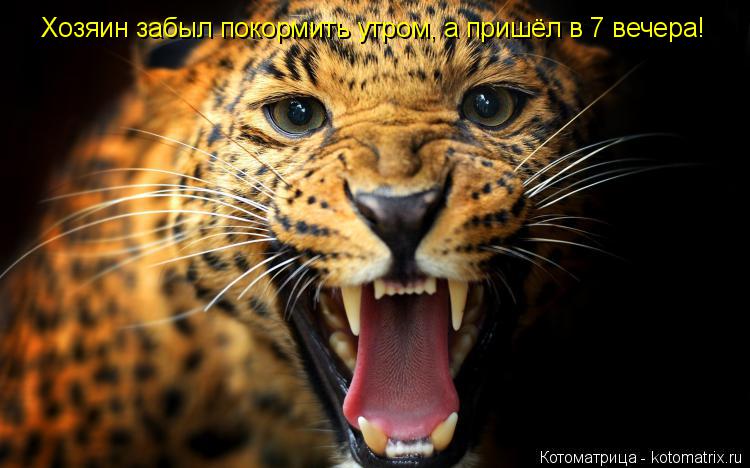 Хозяин забыл покормить утром, а пришёл в 7 вечера!... Котоматрица: Хозяин забыл покормить утром, а пришёл в 7 вечера!