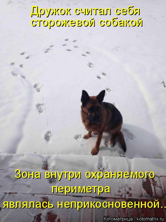 Дружок считал себя сторожевой собакой Зона внутри охраняемого периметра являлась неприкосновенной.... Котоматрица: Дружок считал себя сторожевой собакой Зона внутри охраняемого периметра являлась неприкосновенной...