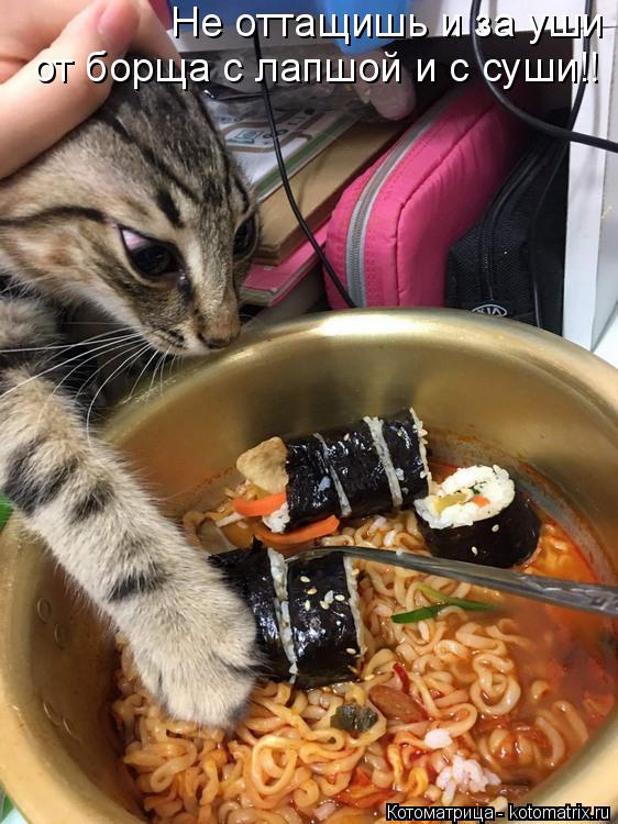 Не оттащишь и за уши от борща с лапшой и с суши!!... Котоматрица: Не оттащишь и за уши от борща с лапшой и с суши!!
