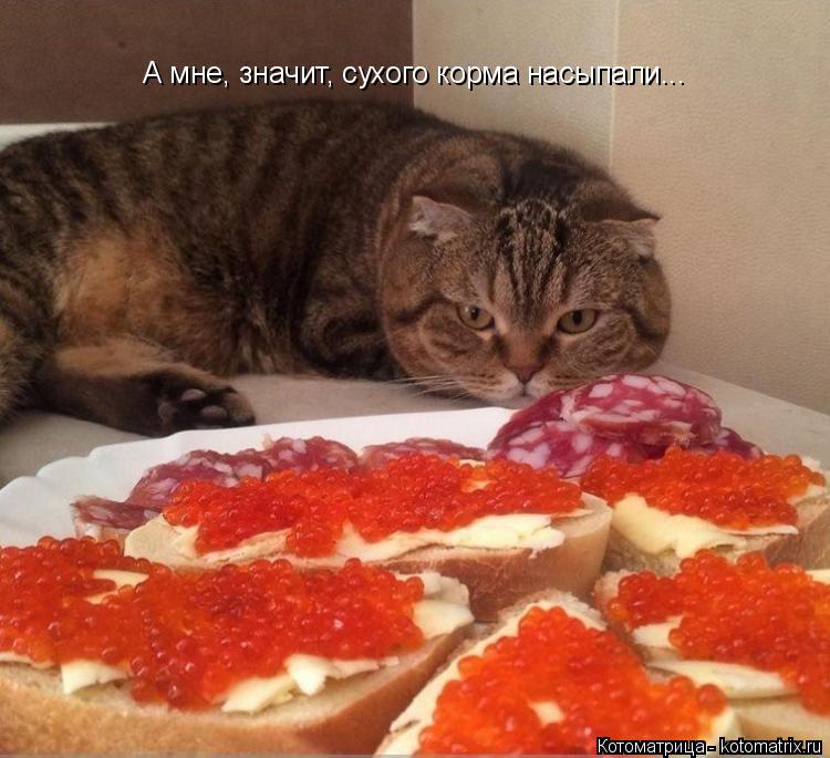А мне, значит, сухого корма насыпали...... Котоматрица: А мне, значит, сухого корма насыпали...