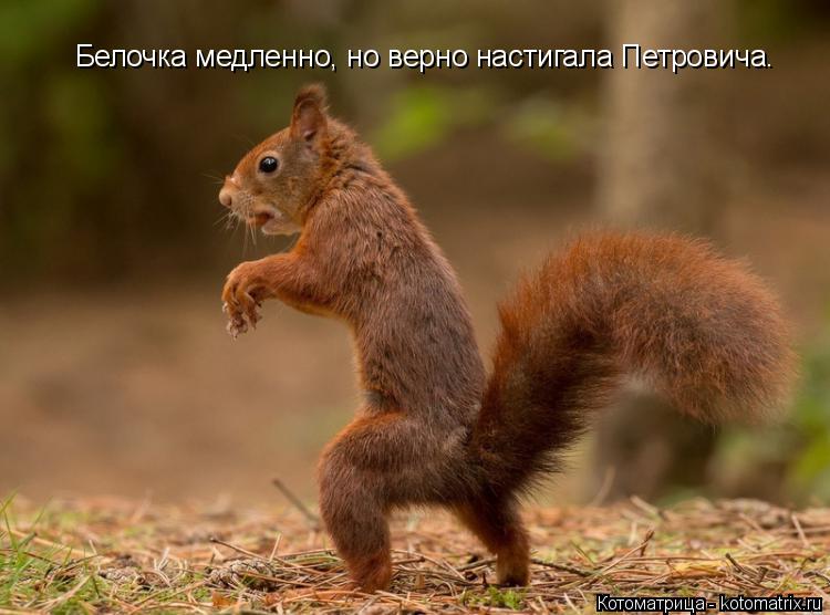 Белочка медленно, но верно настигала Петровича.... Котоматрица: Белочка медленно, но верно настигала Петровича.