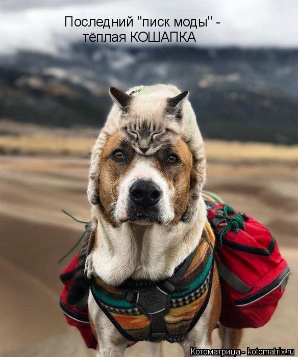Последний "писк моды" - тёплая КОШАПКА... Котоматрица: Последний "писк моды" - тёплая КОШАПКА