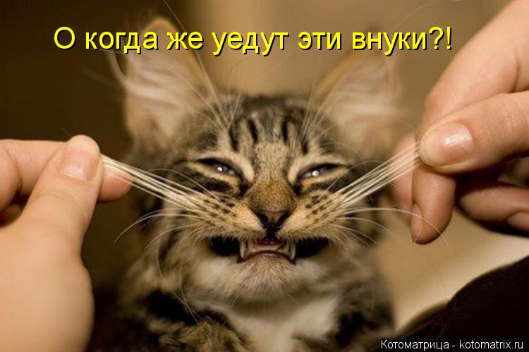 О когда же уедут эти внуки?!... Котоматрица: О когда же уедут эти внуки?!