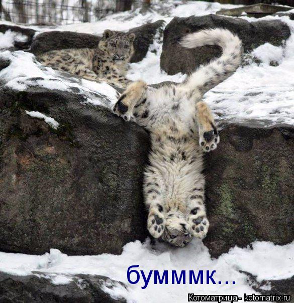 бумммк...... Котоматрица: бумммк...