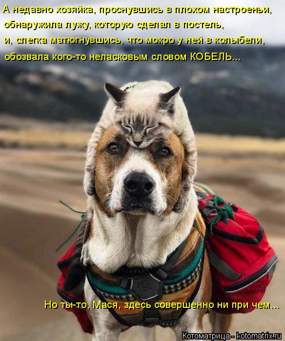 А недавно хозяйка, проснувшись в плохом настроеньи, обнаружила лужу, которую сделал в постель, и, сл... Котоматрица: А недавно хозяйка, проснувшись в плохом настроеньи, обнаружила лужу, которую сделал в постель, и, слегка матюгнувшись, что мокро у ней в кол?