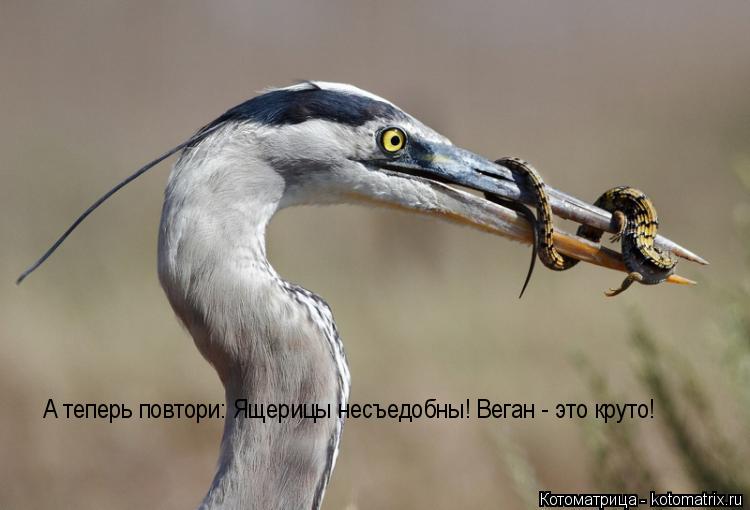 А теперь повтори: Ящерицы несъедобны! Веган - это круто!... Котоматрица: А теперь повтори: Ящерицы несъедобны! Веган - это круто!