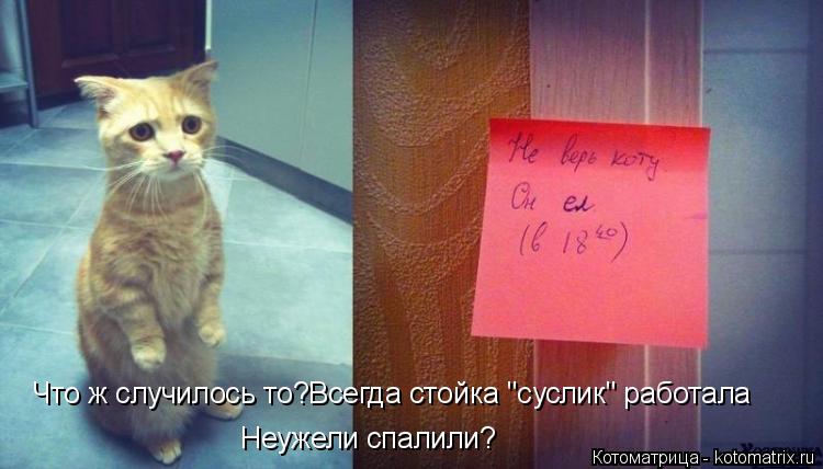Что ж случилось то?Всегда стойка "суслик" работала Неужели спалили?... Котоматрица: Что ж случилось то?Всегда стойка "суслик" работала Неужели спалили?