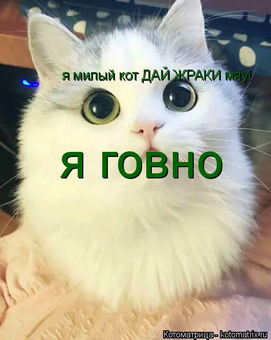 я милый кот ДАЙ ЖРАКИ мяу! я говно... Котоматрица: я милый кот ДАЙ ЖРАКИ мяу! я говно