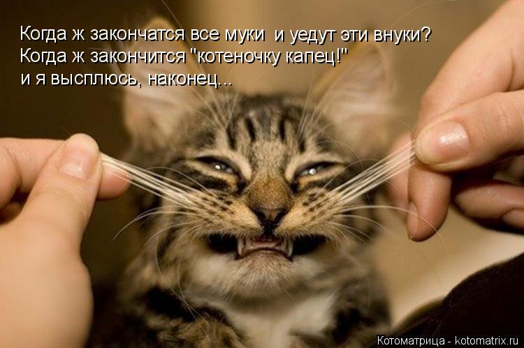 Когда ж закончатся все муки и уедут эти внуки? Когда ж закончится "котеночку капец!" и я высплюсь, ... Котоматрица: Когда ж закончатся все муки и уедут эти внуки? Когда ж закончится "котеночку капец!" и я высплюсь, наконец...