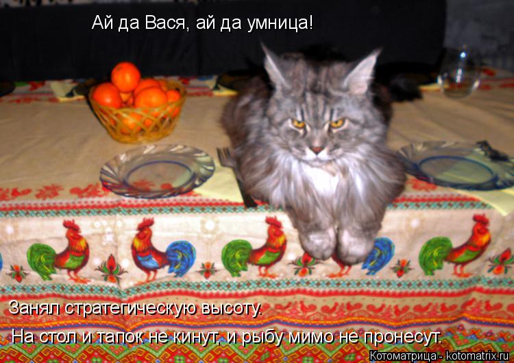 Ай да Вася, ай да умница! Занял стратегическую высоту. На стол и тапок не кинут, и рыбу мимо не проне... Котоматрица: Ай да Вася, ай да умница! Занял стратегическую высоту. На стол и тапок не кинут, и рыбу мимо не пронесут.