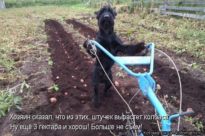 Хозяин сказал, что из этих штучек вырастет колбаса. Ну ещё 3 гектара и хорош! Больше не съем!... Котоматрица: Хозяин сказал, что из этих штучек вырастет колбаса. Ну ещё 3 гектара и хорош! Больше не съем!