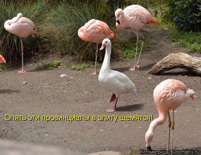 Опять эти провинциалы в элиту щемятся!... Котоматрица: Опять эти провинциалы в элиту щемятся!